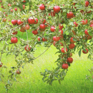 Apple Trees