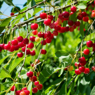 Cherry Trees