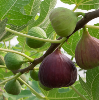 Tropical Fruit Trees