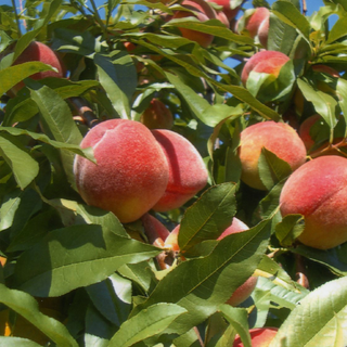 Peach & Apricot Trees