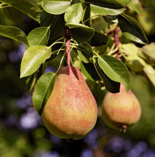 Pear Trees