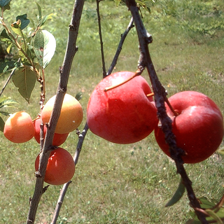 Plum Trees