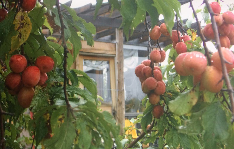 Our Plants Come with a Support System & Guarantee