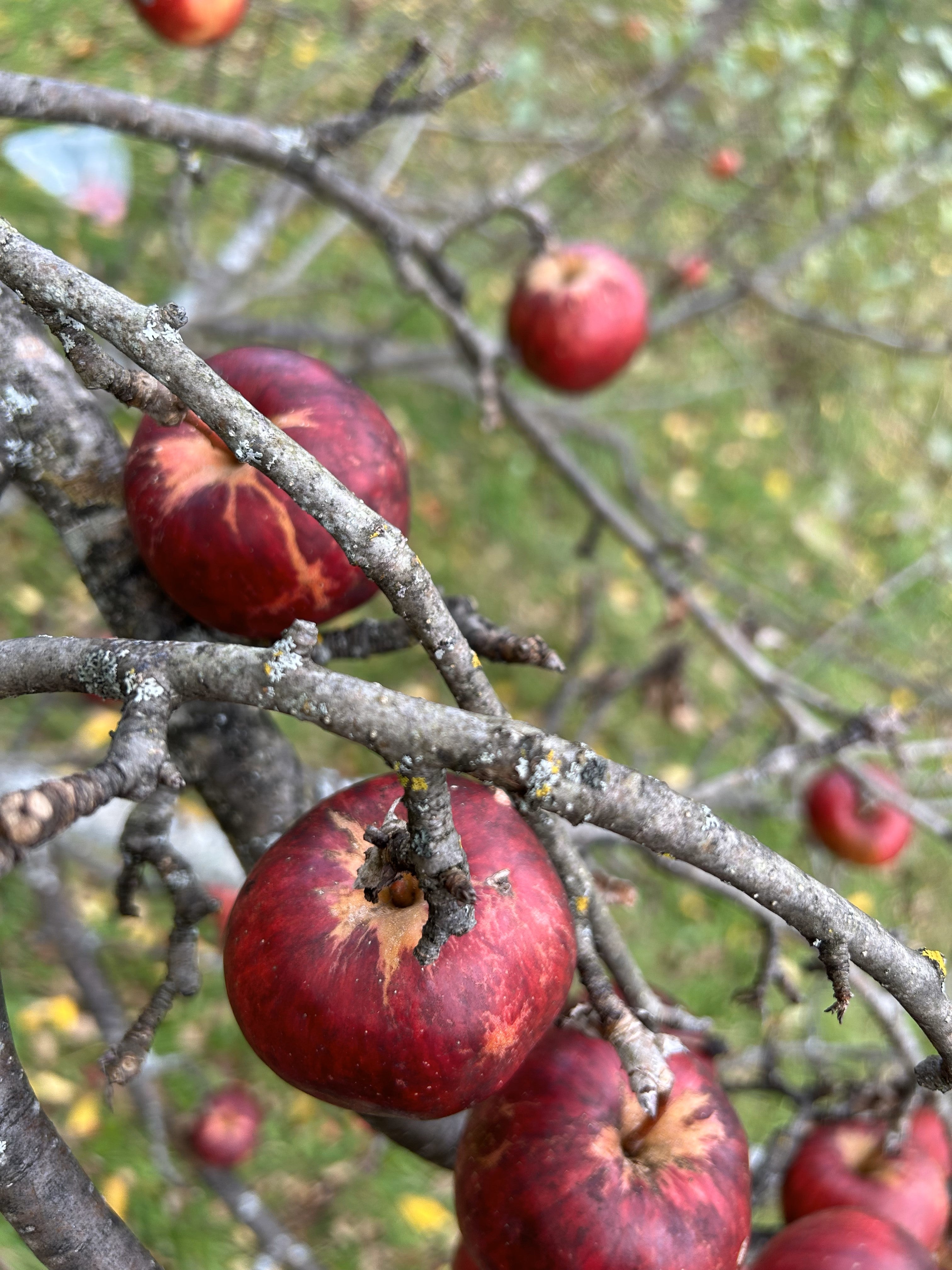 Keepsake Apple Elmore Roots Nursery