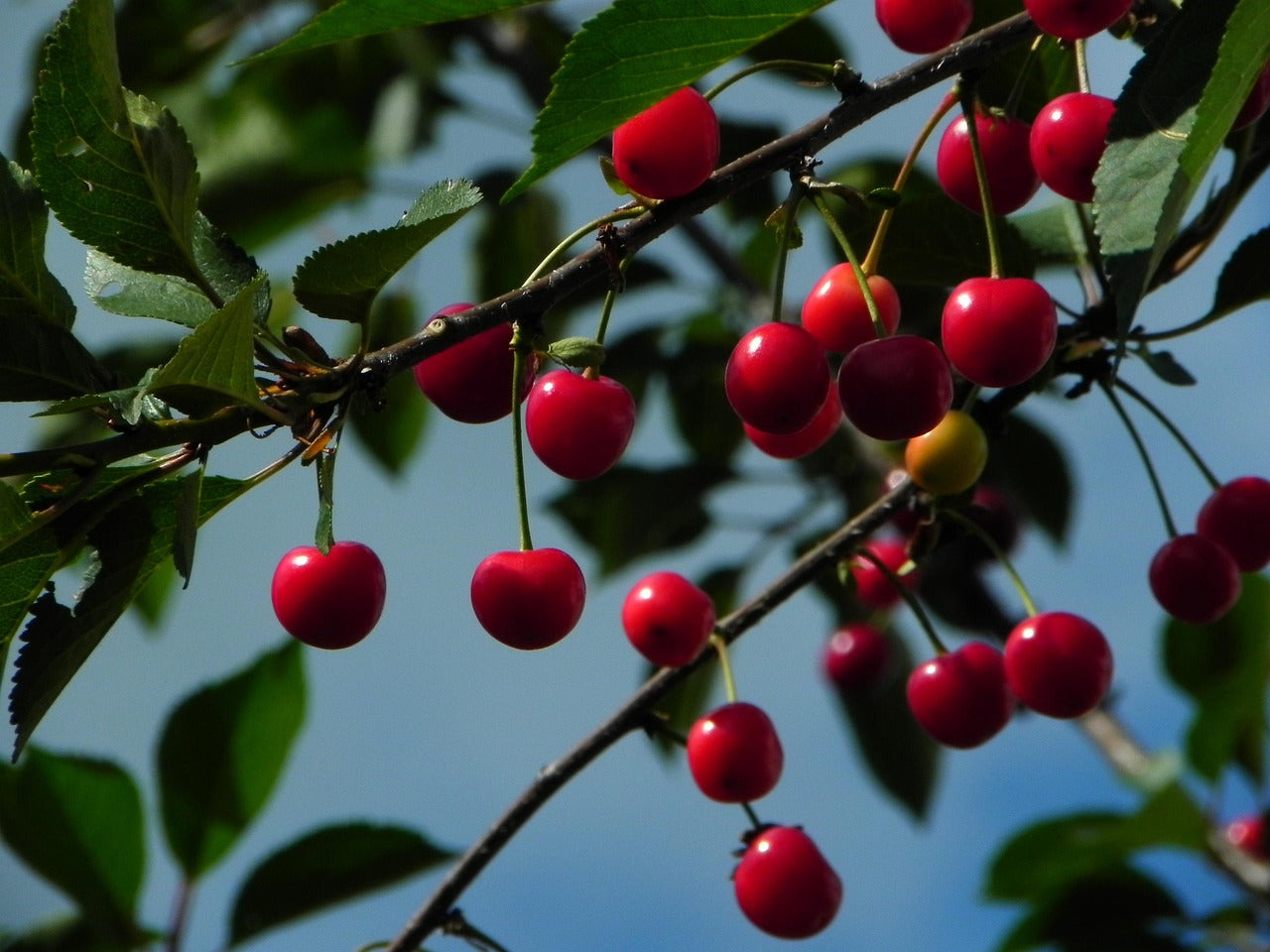 Bush Cherry, Wowza | Elmore Roots Nursery