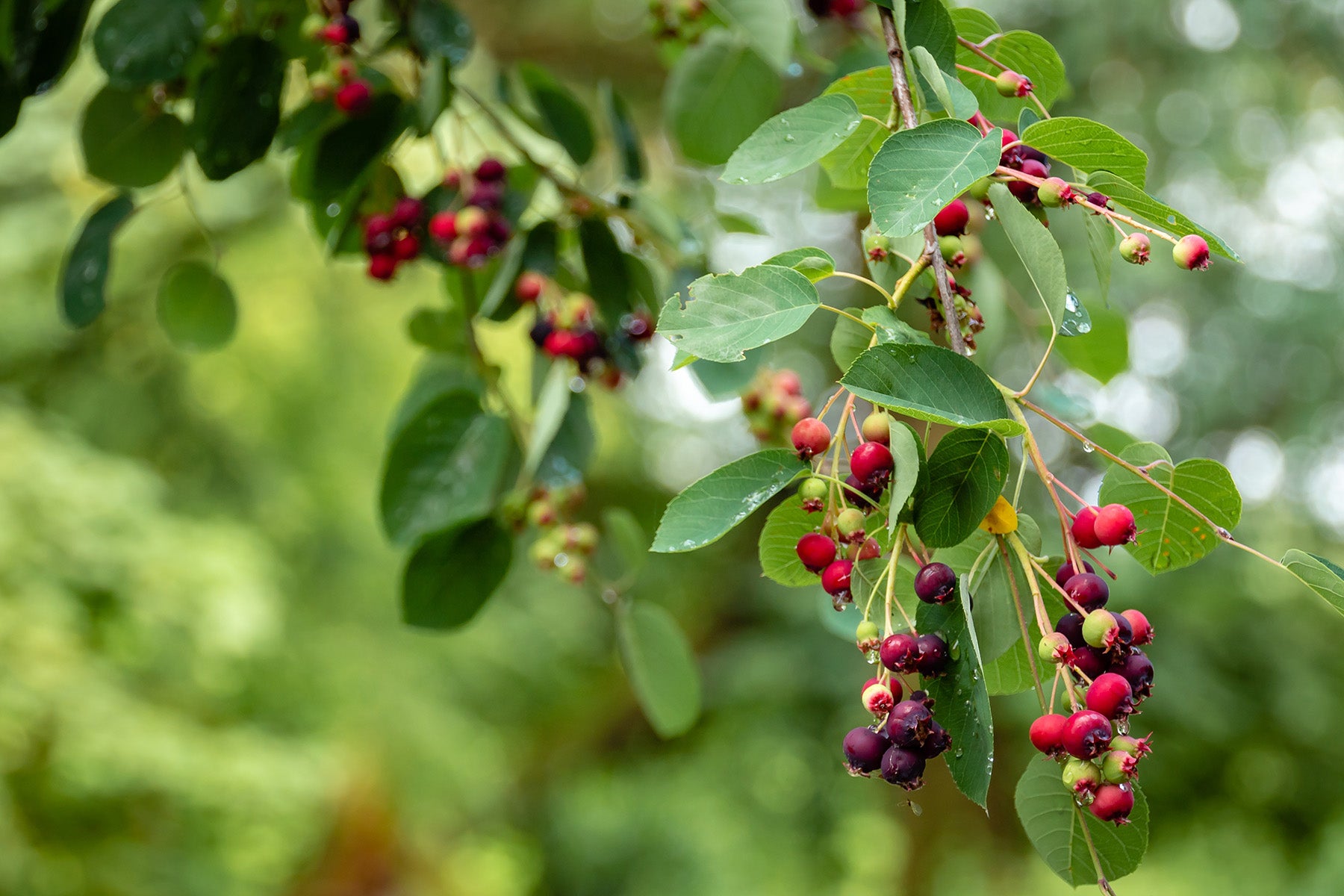 Over 100,000 fruit trees and berry plants are growing around Vermont that were growing here first.