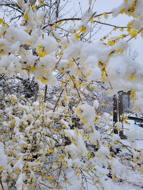 Superhardy forsythia at Elmore Roots
