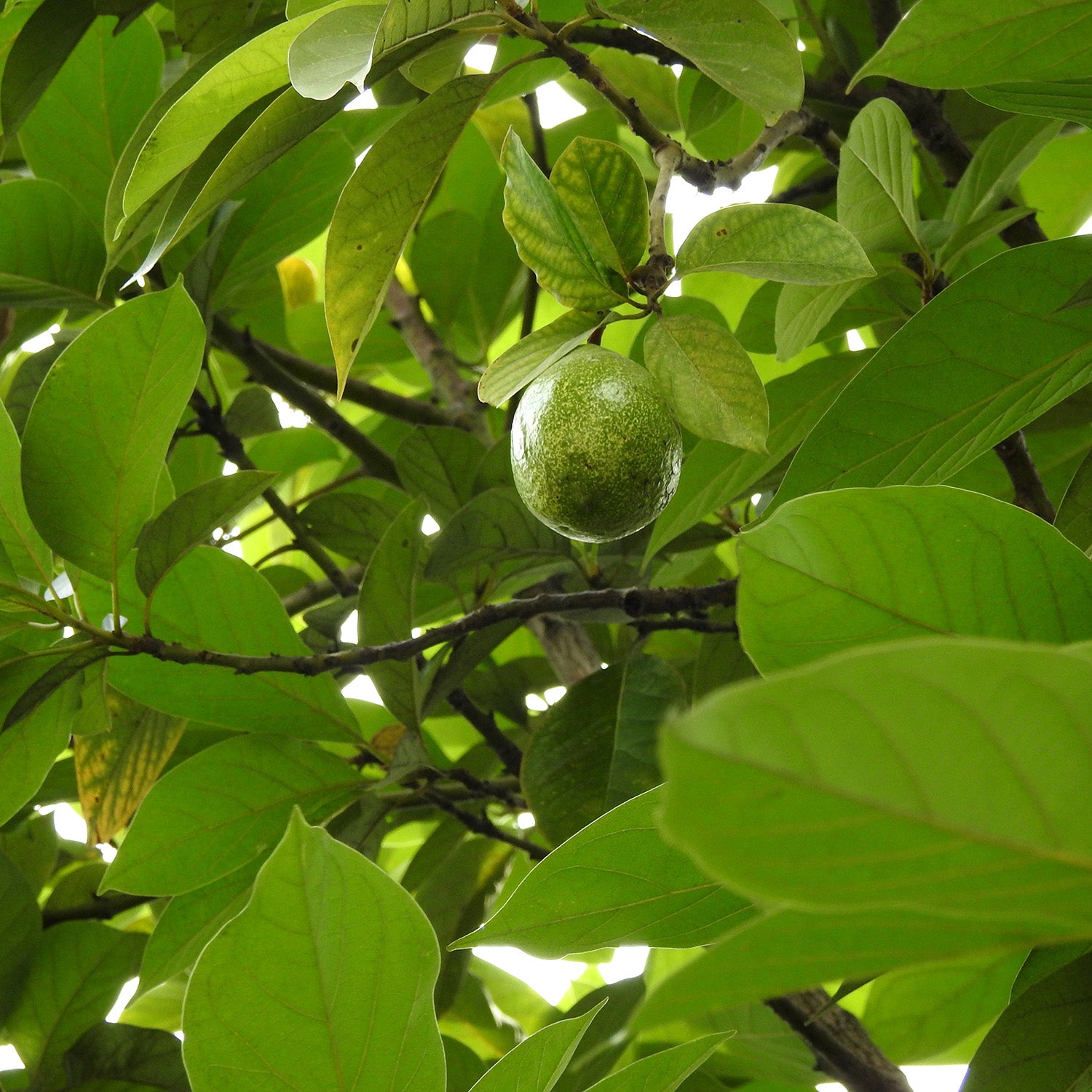 Black walnut trees