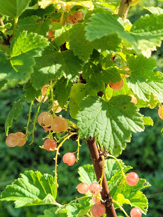 Glorie des Sablons Pink Currant