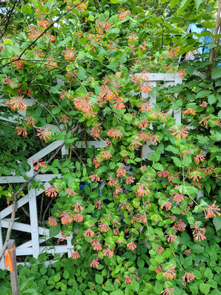Dropmore Scarlet Honeysuckle