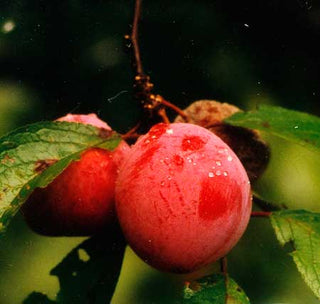 Alderman Plum