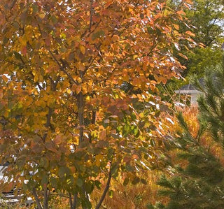 Autumn Brilliance Serviceberry