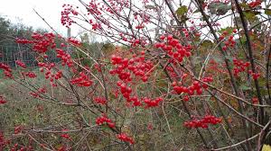 American Highbush Cranberry