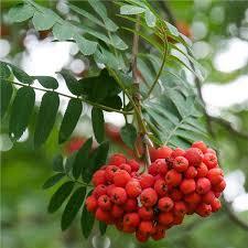 American Mountain Ash