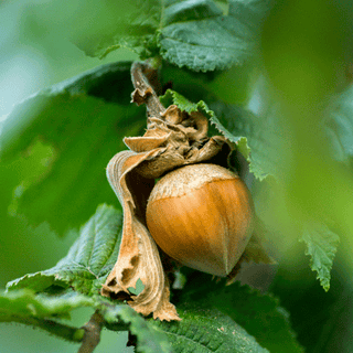 American hazelnut