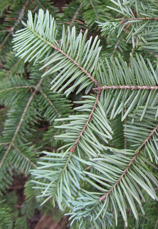 Balsam Fir