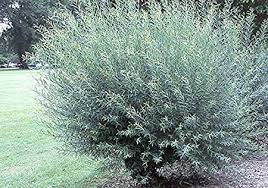 Basket Willow