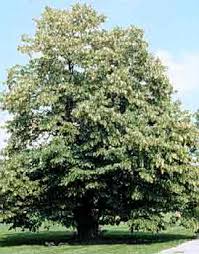 Basswood/Linden Tree