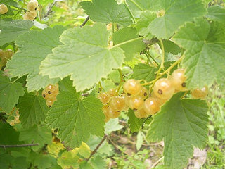 Bar-de-luc White Currant