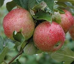 Bethel Apple