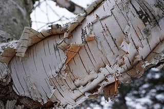 Paper Birch