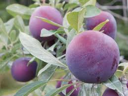 Black Ice Plum