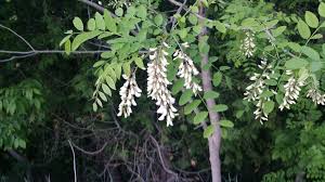 Black Locust