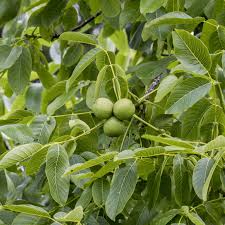 Black Walnut