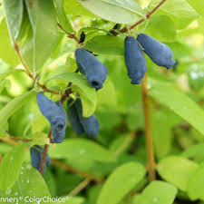 Blue Hokkaido Haskap