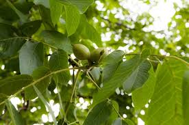 Butternut Tree