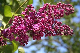 Charles Joly Magenta Lilac