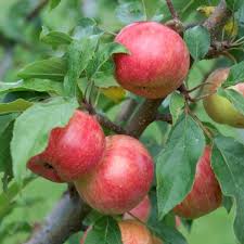 Chestnut Tasty Crab Apple