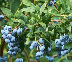 Chippewa Blueberry