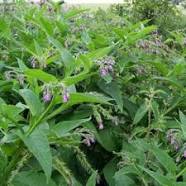 Comfrey