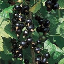 Consort Black Currant