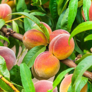 Contender Peach