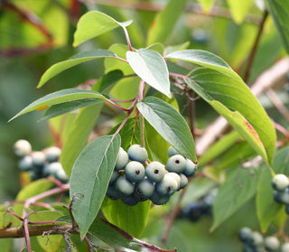 Silky Dogwood