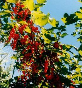 Currants & Gooseberrry Package