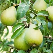 David Siberian Pear