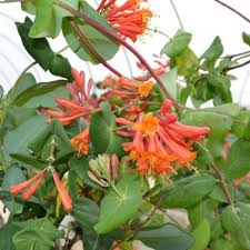 Dropmore Scarlet Honeysuckle