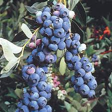 St. Croix Grape