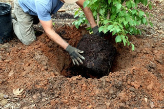 Elmore Roots Successful Tree Planting Mix