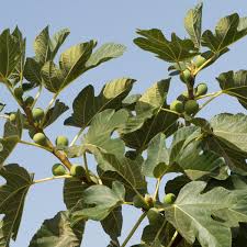 Chicago Hardy Fig