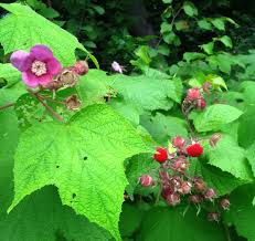 Flowering Raspberry