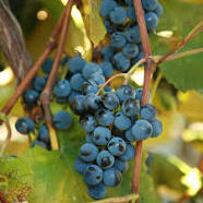 Grape Vines - Buy 5, get 1 free