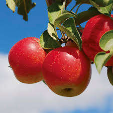 Haralred Apple
