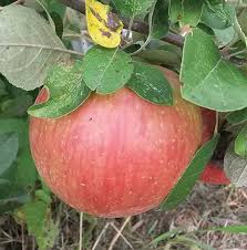 Haralson Semi-dwarf Apple