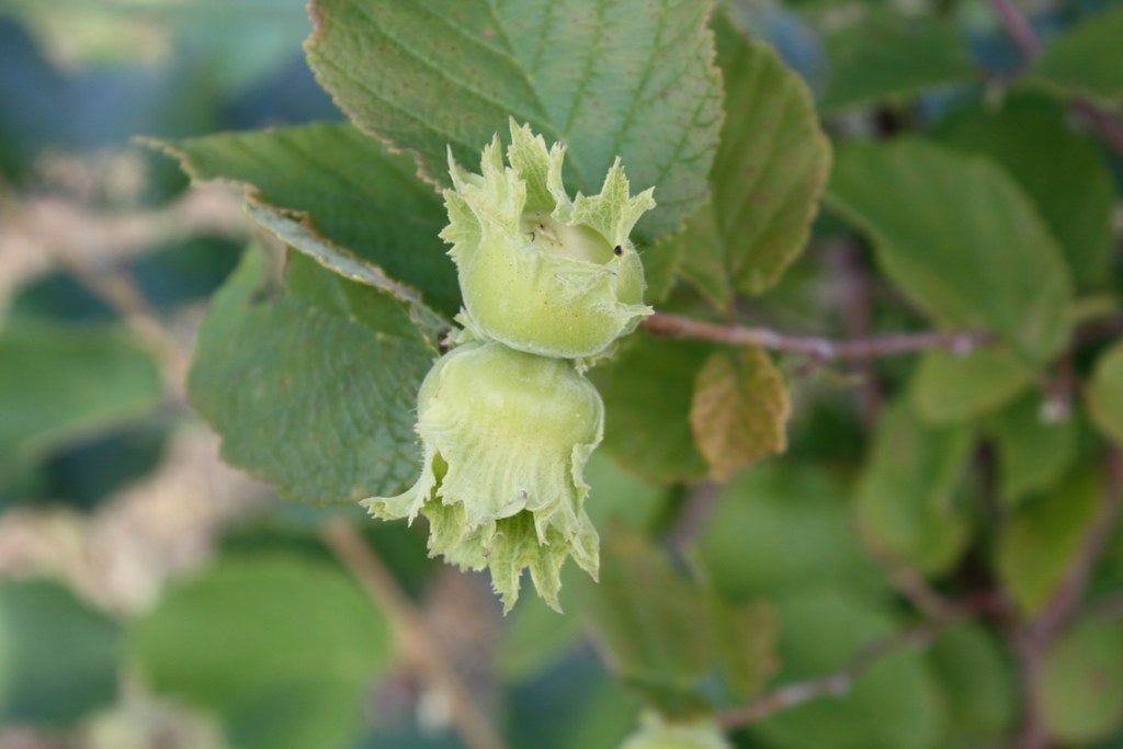 hazelnut plants for sale Hazelbert