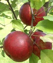 Hazen Apple