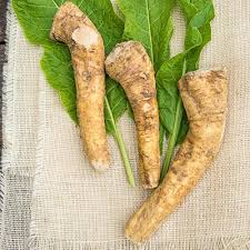 Horseradish